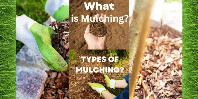 What is mulching
