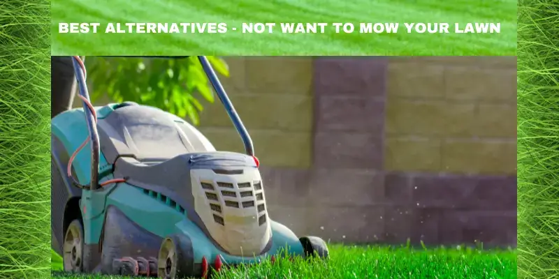 PRESERVING A LAWN WITHOUT MOWING