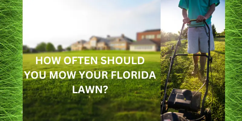HOW-OFTEN-SHOULD YOUMOW-YOUR FLORIDA LAWN