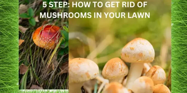 HOW TO GET RID OF MUSHROOMS IN YOUR LAWN