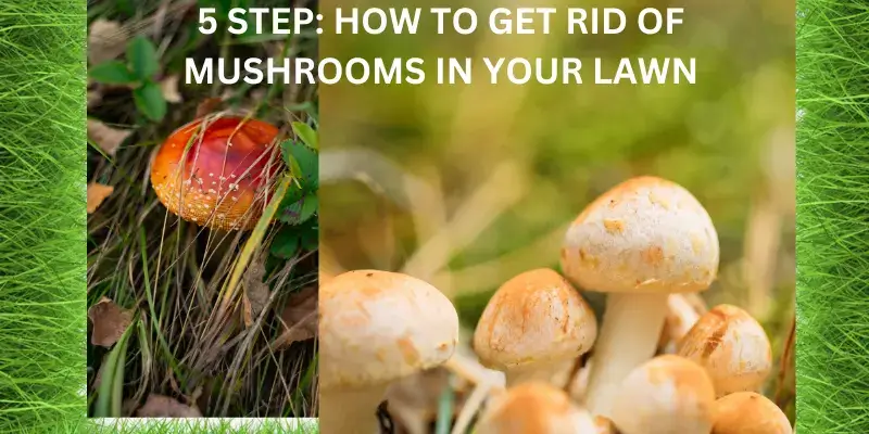 HOW TO GET RID OF MUSHROOMS IN YOUR LAWN