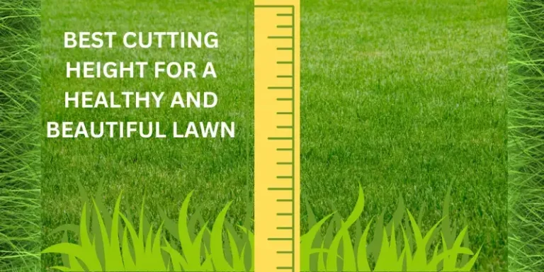 Best cutting height for a healthy and beautiful lawn