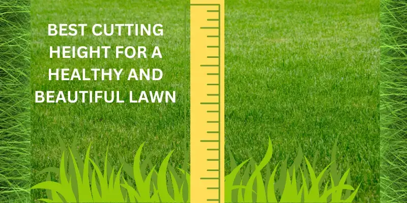 BEST CUTTING HEIGHT FOR A HEALTHY AND BEAUTIFUL LAWN