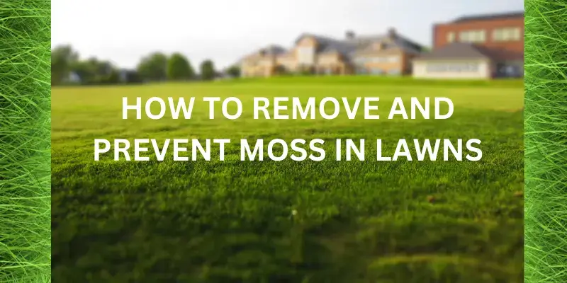 HOW TO REMOVE AND PREVENT MOSS IN LAWNS (1)