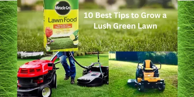 10 Best Tips of lawn care to Grow a Lush Green Lawn
