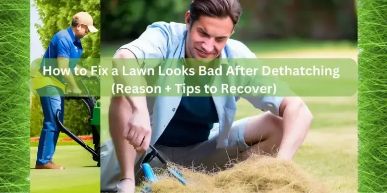 How to Fix a Lawn Looks Bad After Dethatching