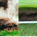 Dethatching a lawn with a power rake to remove thick thatch buildup