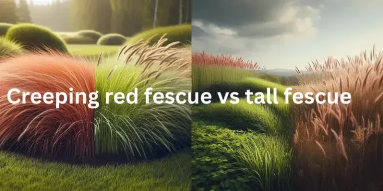 Grass Choices: Comparing Creeping Red Fescue vs Tall Fescue for Your Perfect Lawn