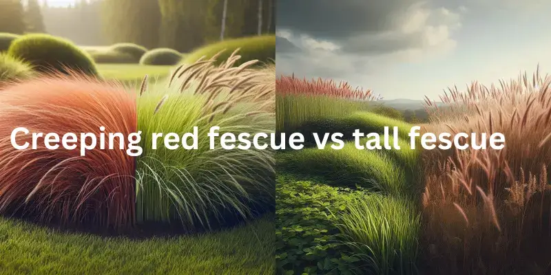 Creeping red fescue vs tall fescue