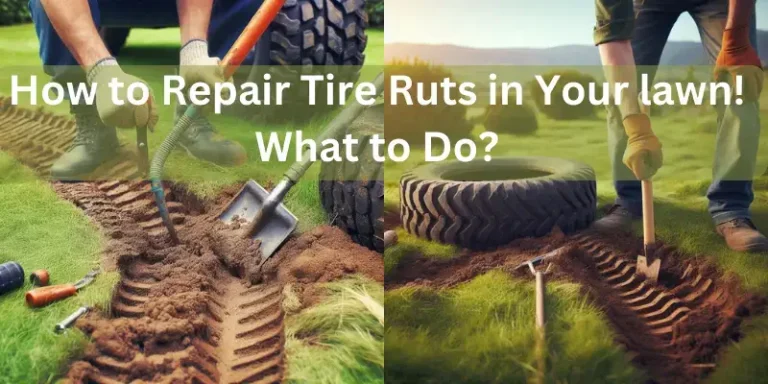 How to Repair Tire Ruts in Your lawn! What to Do?