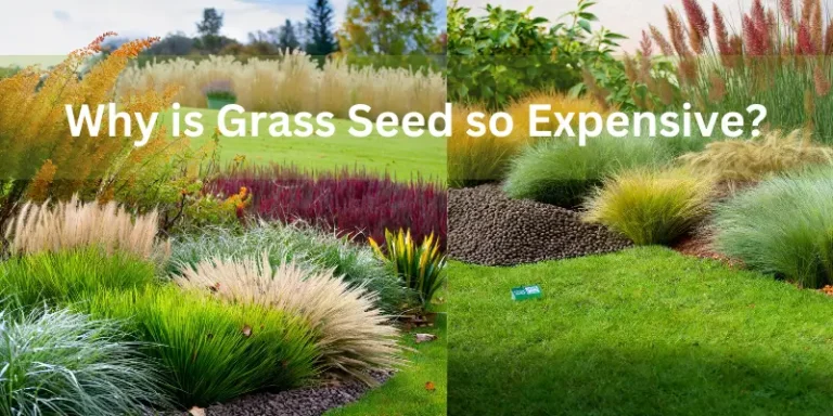 Why is Grass Seed so Expensive in 2023? Unveiling the Secrets Behind the Cost