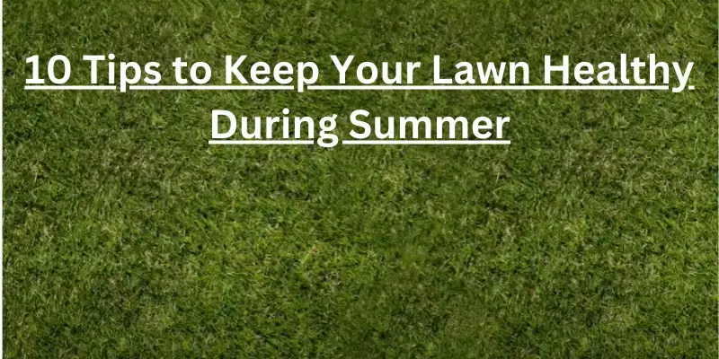 10 Tips to Keep Your Lawn Healthy During Summer