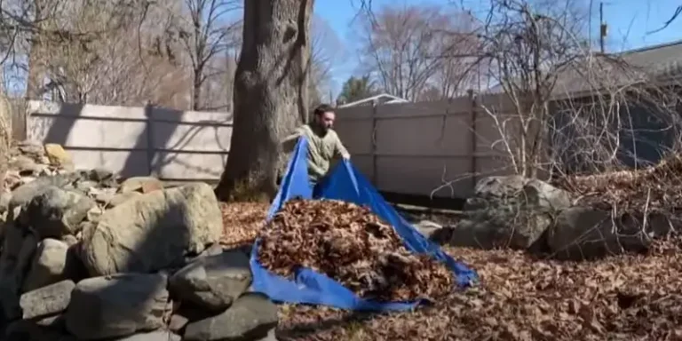 The Best Way to Remove Leaves From Your Yard