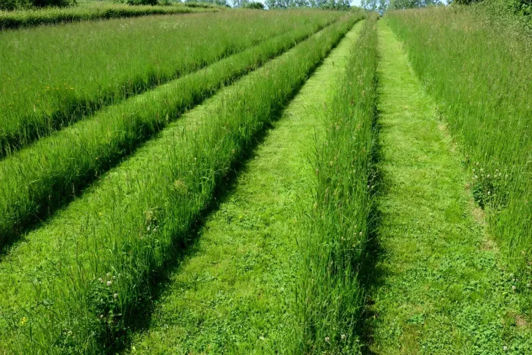 Lawn with strips of uncut grass between mowed lines