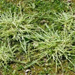 Crabgrass clumps spreading through a lawn