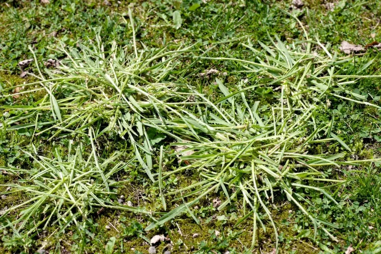 Crabgrass clumps spreading through a lawn