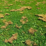 Lawn with yellow-brown patches