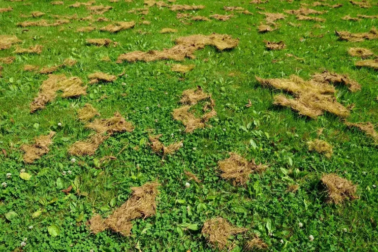 Lawn with yellow-brown patches