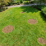Lawn with circular brown spots
