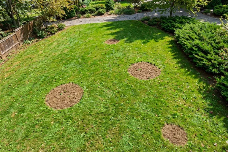 Lawn with circular brown spots