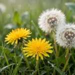 Dandelions growing in lawn grass