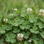 White clover patches in lawn