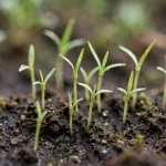 Grass seedlings sprouting from soil