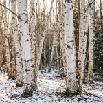 trees with white bark silver birch