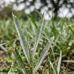 Close-up of lawn grass blades covered in the fine white powdery coating of powdery mildew