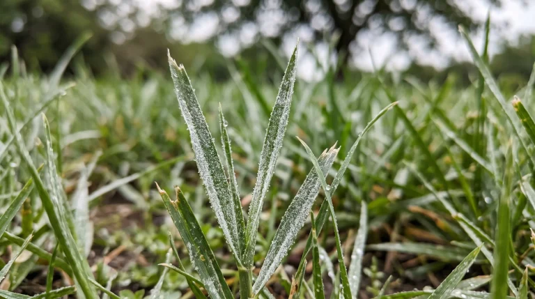 Close-up of lawn grass blades covered in the fine white powdery coating of powdery mildew
